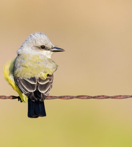 Western Kingbird