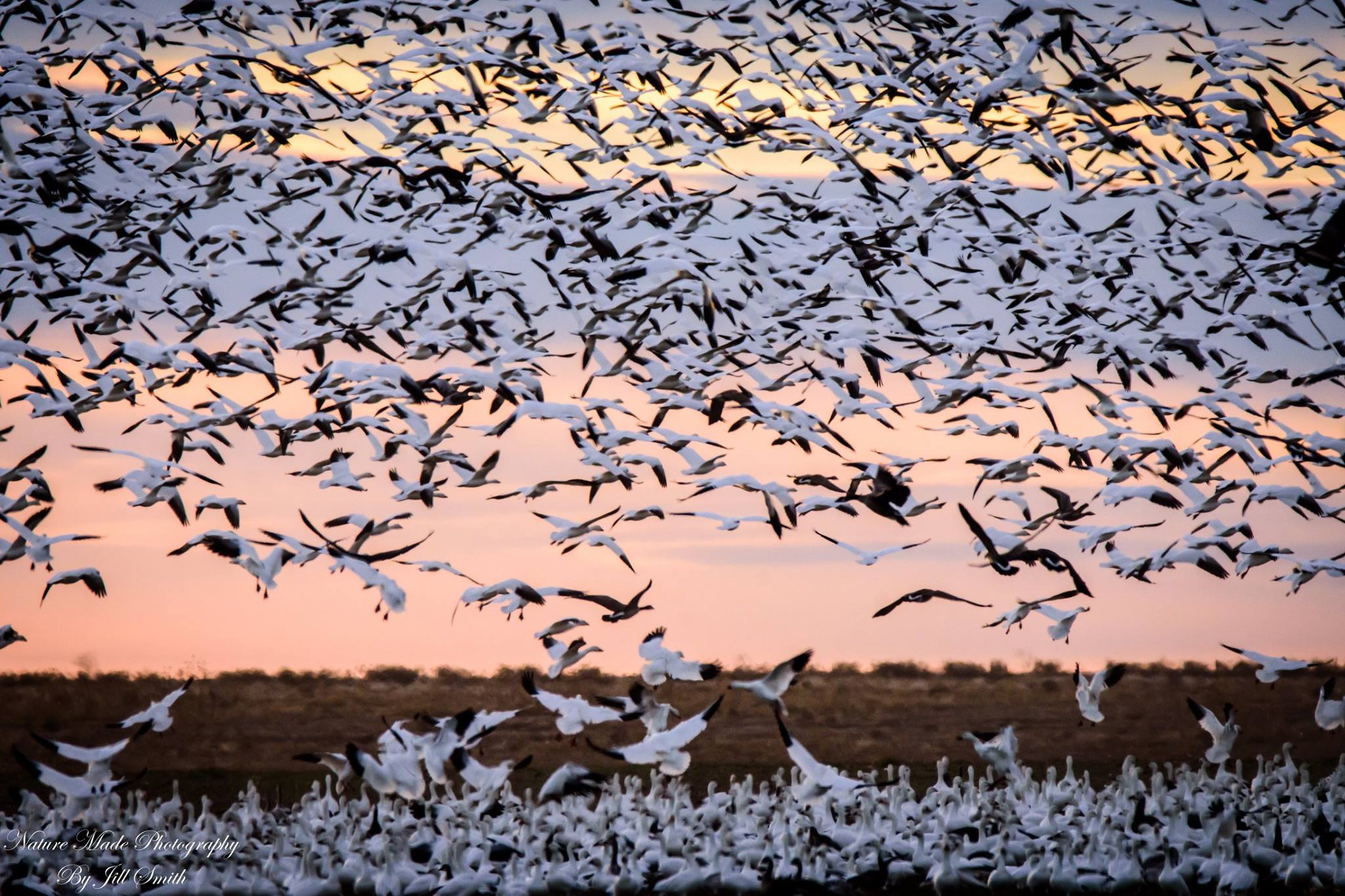 The High Plains Snow Goose Festival The Great High Prairie Prowers