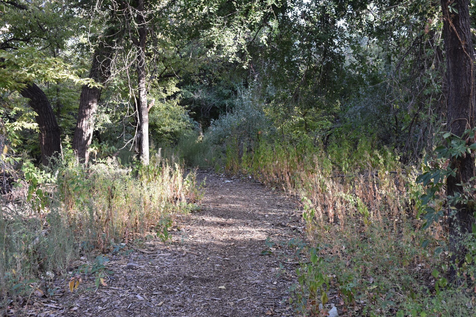 The Willow Creek Nature Trail  The Great High Prairie - Prowers