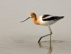 American Avocet
