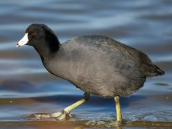 American Coot