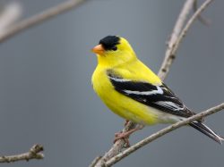 American Goldfinch