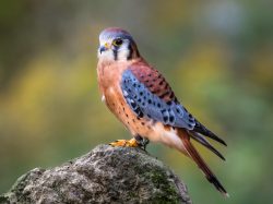 American Kestrel