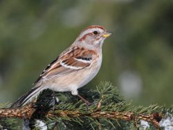American Tree Sparrow