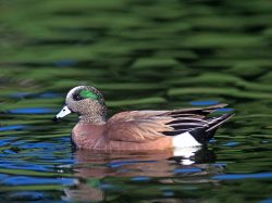 American Widgeon