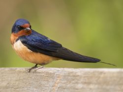 Barn Swallow