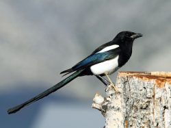 Black Billed Magpie