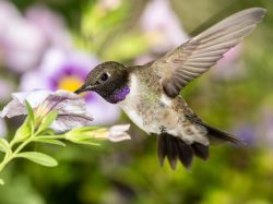 Black-Chinned Hummingbird
