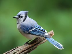 Blue Jay