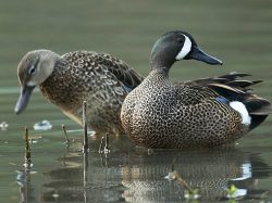 Blue Winged Teal