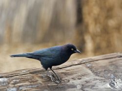 Male Brewers Blackbird