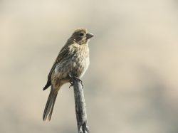 Brewers Sparrow