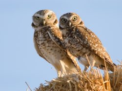 Burrowing Owl