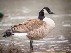 Canada Goose