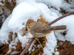 Canyon Towhee