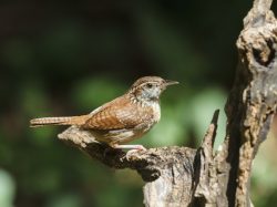 Carolina Wren