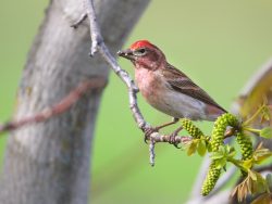 Cassin's Finch