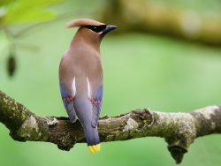 Cedar Waxwing
