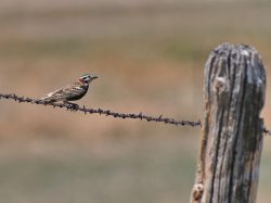 Chestnut-collared Longspur