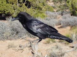 Chihuahuan Raven