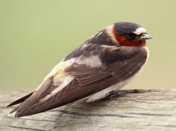 Cliff Swallow