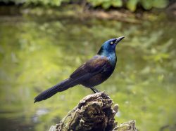 Common Grackle
