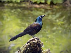 Common Grackle