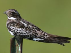 Common Nighthawk