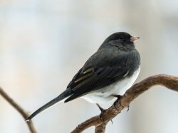 Dark-eyed junco