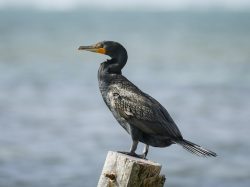 Double-crested Cormorant
