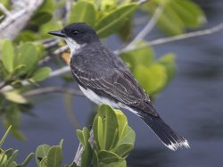 Eastern Kingbird