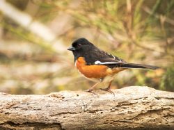 Eastern Towhee
