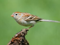 Field Sparrow