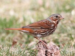 Fox Sparrow