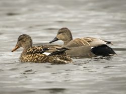 Gadwall