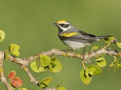 Golden-winged Warbler