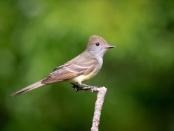 Great-crested Flycatcher