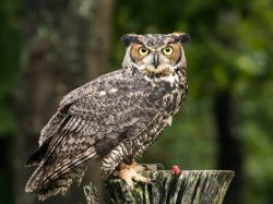 Great Horned Owl