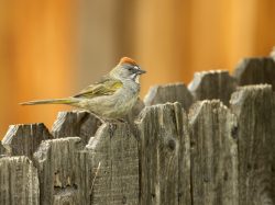 Green-tailed Towhee