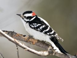 Hairy Woodpecker