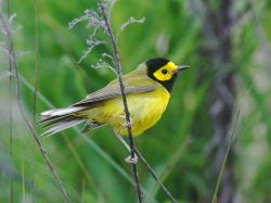 Hooded Warbler