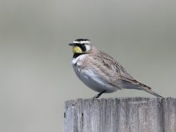 Horned Lark