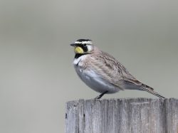 Horned Lark