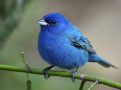 Indigo Bunting
