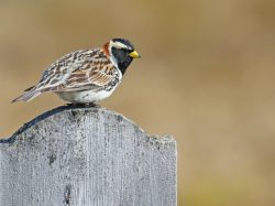 Lapland Longspur