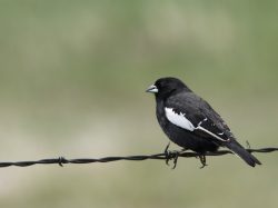 Lark Bunting