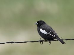 Lark Bunting