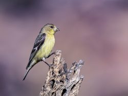 Lesser Goldfinch