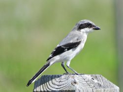 Loggerhead Shrike
