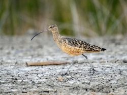 Long-billed Curlew